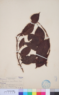 Specimen thumbnail